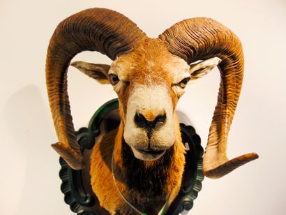 null Mouflon in cape, located and dated [wear].