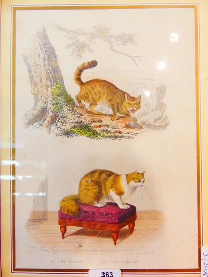 TRAVIÉS Édouard (circa 1809-1869) [d'après] "The Wild Cat - The Angora Cat", heightened...