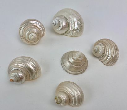 null Set of six small pearly conchs, l. 5-8 cm approx.