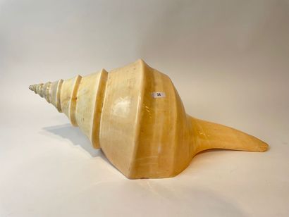 null Large polished conch, l. 45 cm approx. [small chips].