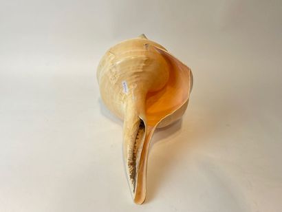 null Large polished conch, l. 45 cm approx. [small chips].