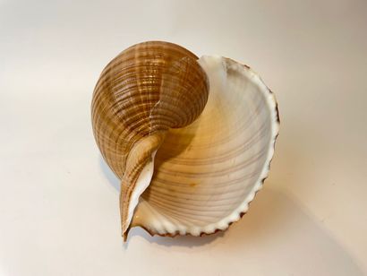 null Large shell, l. 20 cm approx.