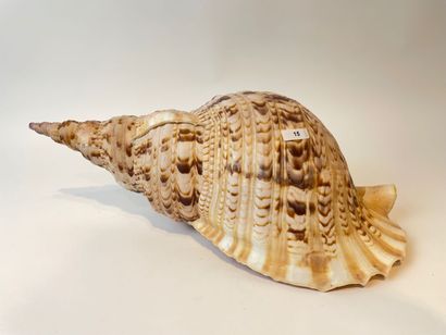 null Large conch, l. 38 cm approx.