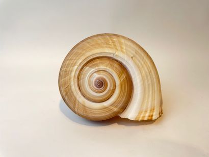 null Large shell, l. 20 cm approx.
