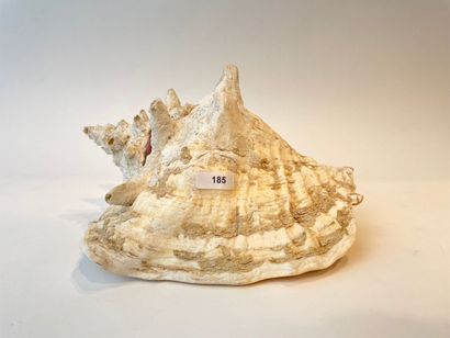 Large shell, l. 22 cm approx. [chips].
