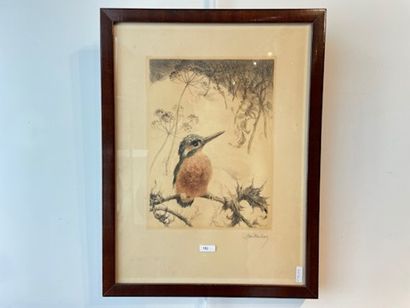 null "Martin-pêcheur branché", XXth, polychrome etching, signed lower right, 27x20...