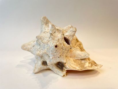 null Large shell, l. 22 cm approx. [chips].