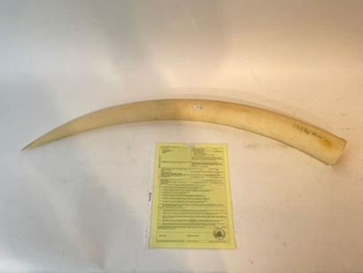 null Elephant tusk, with CITES, l. 88 cm, 3.490 g approx.