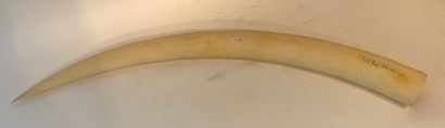 null Elephant tusk, with CITES, l. 88 cm, 3.490 g approx.