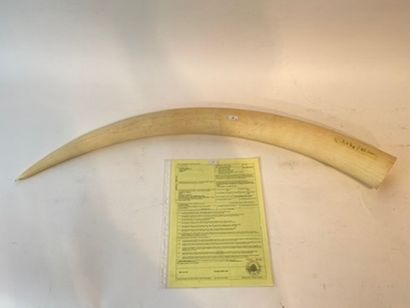 null Elephant tusk, with CITES, l. 82 cm, 3.440 g approx.