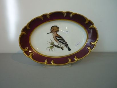BRUXELLES - FABER Plat ovale à décor d'oiseaux de Buffon [huppe fasciée] avec bordure...