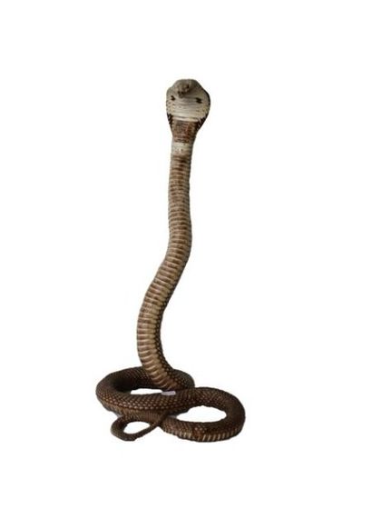 null Cobra royal naturalisé, h. 59 cm.