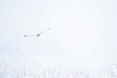 D'OULTREMONT Michel "Hibou des marais - Fantôme blanc", XXIe, photographie marouflée...