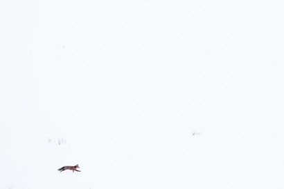 D'OULTREMONT Michel "Renard - Course dans la neige", XXIe, photographie marouflée...