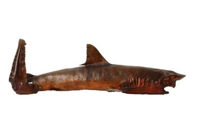 null Requin naturalisé, taxidermie ancienne, l. 116 cm env.
