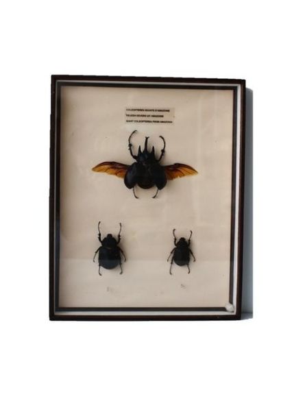 AMAZONIE Boîte contenant trois coléoptères géants, 50x40 cm.