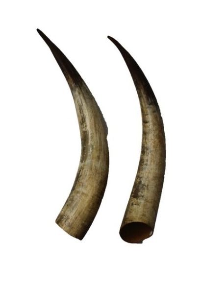 null Paire de cornes de bœuf watussi, l. 78 cm env.