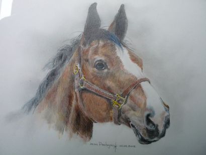 PASTEYNS Jean "Cheval", XXIe, dessin aux crayons de couleur, signé, 40x30 cm.