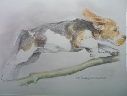 PASTEYNS Jean "Beagle sautant", XXIe, dessin aux crayons de couleur, signé, 29x39...