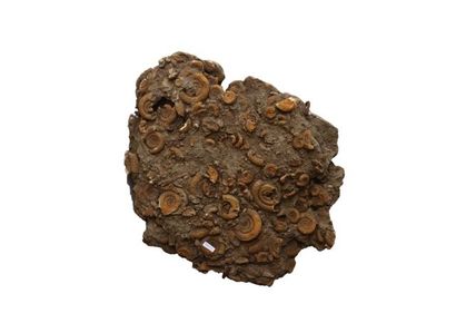 null Important bloc de coquillages fossilisés, l. 50 cm.