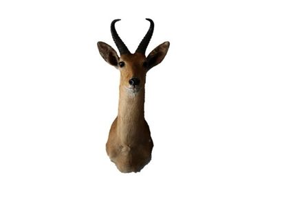 null Antilope africaine en cape, h. 70 cm env.