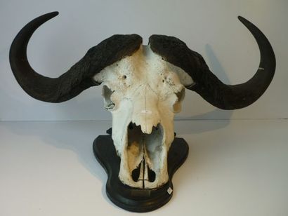 null Massacre de buffle, 1965, h. 60 cm env.