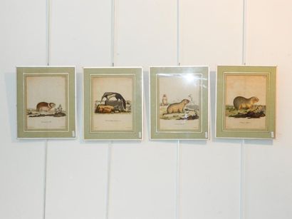 null Suite de quatre estampes animalières anciennes rehaussées, 24x18 cm.