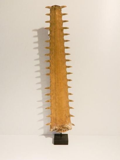 null Rostre de requin-scie, socle en bois laqué, h. 87 cm [petites altérations].