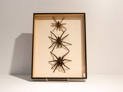 null Trois mygales géantes présentées dans une boîte, 50x40x6 cm.