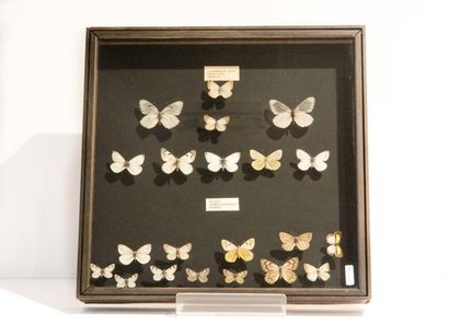 null Ensemble de papillons européens présentés dans une boîte, 37x37,5x6 cm.