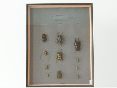 null Onze coléoptères élatéridés de Thaïlande présentés dans une boîte, 50x40x6 ...