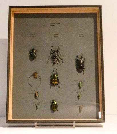 null Onze coléoptères élatéridés de Thaïlande présentés dans une boîte, 50x40x6 ...