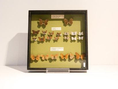 null Ensemble de papillons européens présentés dans une boîte, 37x37,5x6 cm.