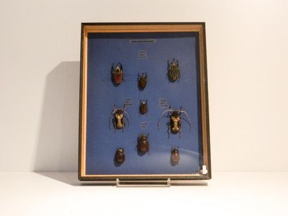 null Neuf coléoptères africains présentés dans une boîte, 50x40x6 cm.