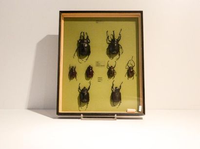 null Huit scarabées africains présentés dans une boîte, 50x40x6 cm.