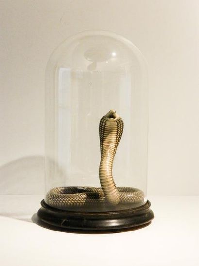 null Cobra royal naturalisé sous globe ancien, h. 51 cm.