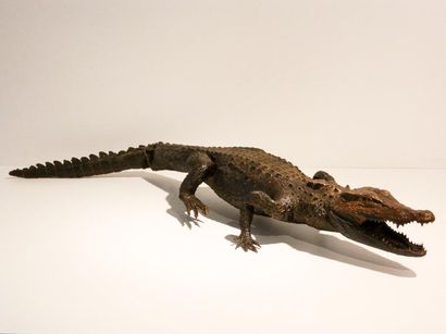 null Crocodile naturalisé (pré-convention), l. 108 cm [pates antérieures et queue...
