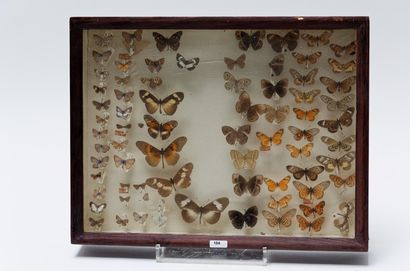 null Ensemble de papillons présentés dans quatre boîtes, 33x43x6,5 cm.