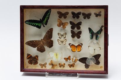 null Ensemble de papillons présentés dans quatre boîtes, 33x43x6,5 cm.