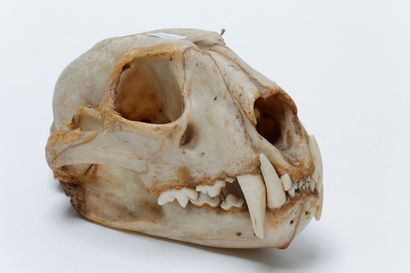 null Crâne de félin, 19x15 cm env.