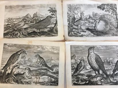 COLLAERT Adriaen (c.1560-1618) Suite de six estampes animalières, 16,5x22,5 cm env....