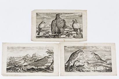 COLLAERT Adriaen (c.1560-1618) Suite de six estampes animalières, 16,5x22,5 cm env....