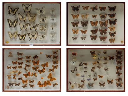null Ensemble de papillons présentés dans quatre boîtes, 30x40x6,5 cm.