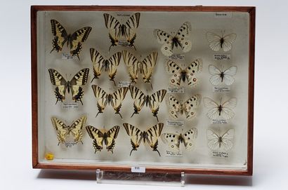 null Ensemble de papillons présentés dans quatre boîtes, 30x40x6,5 cm.