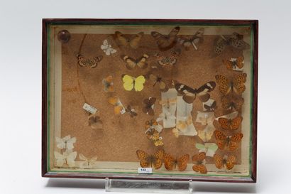 null Ensemble de papillons présentés dans quatre boîtes, 29,5x39,5x5,5 cm (trois)...