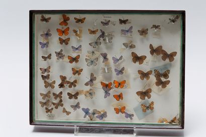 null Ensemble de papillons présentés dans quatre boîtes, 29,5x39,5x5,5 cm (trois)...