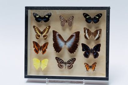 null Ensemble de papillons présentés dans trois boîtes, 30x35x5 cm.