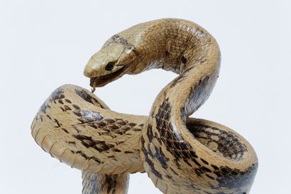 null Deux serpents naturalisés (un ratier et un cobra), h. 22 et 32 cm.