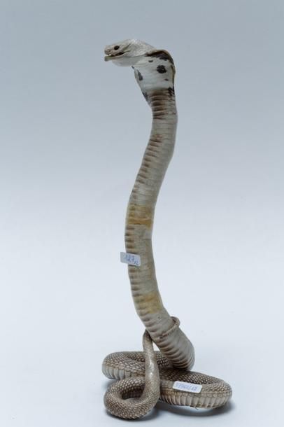 null Deux serpents naturalisés (un ratier et un cobra), h. 22 et 32 cm.