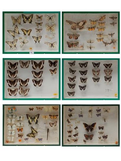 null Ensemble de papillons présentés dans six boîtes, 24,5x33x7 cm.